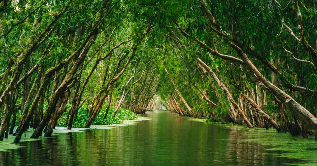waterway through forest